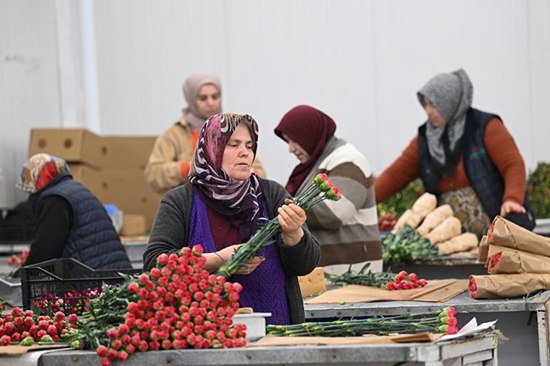 Türkiye Exports 75 Million Roses to the World...